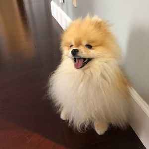 Meet your Posher, Thu